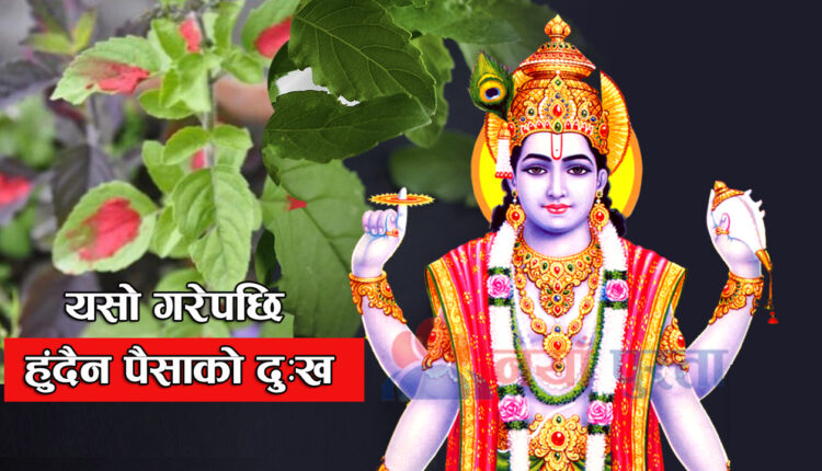 Tulsi