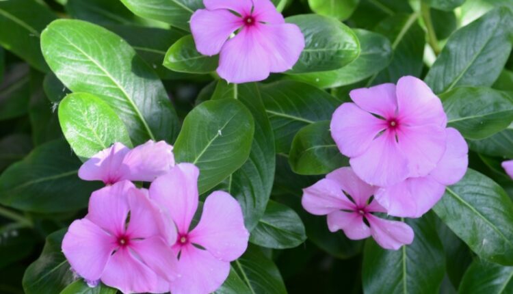 Catharanthus