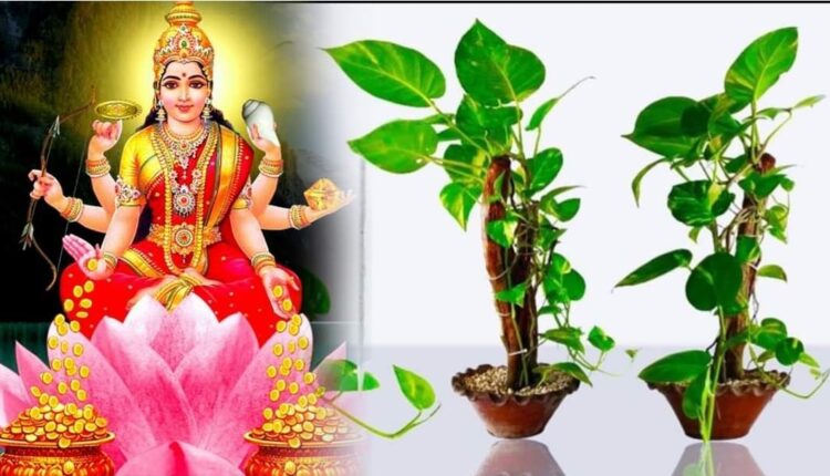 plant