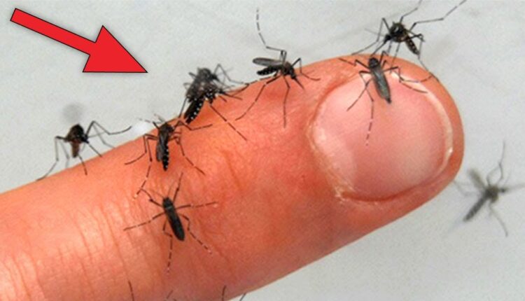 mosquito