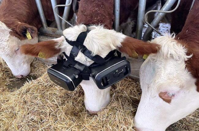 Cow