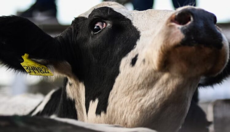 Cow-pakrau