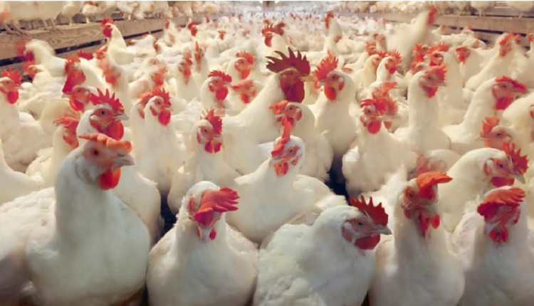 Chiken