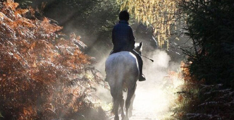 horse