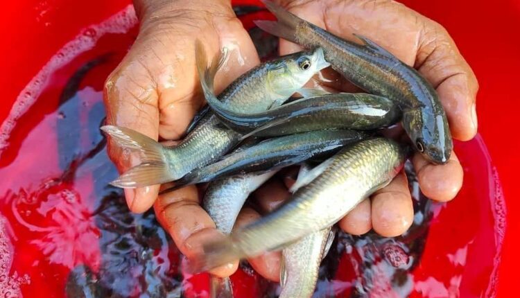 fish